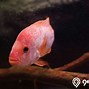 Ikan Red Devil Apakah Sama Dengan Ikan Mas